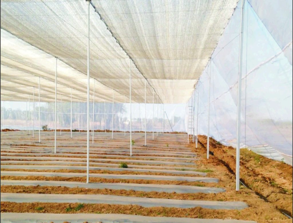 Insect net